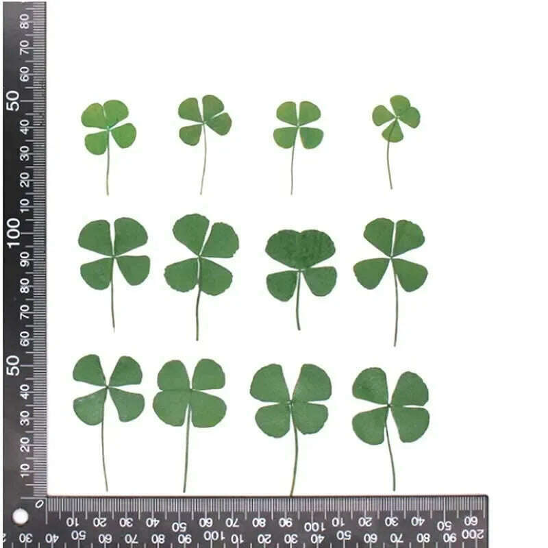KIMLUD, 12/24PCS,Real Natural Dried Pressed Flowers Lucky Four Leaf Clover Branch,Dry Press Green Leaves DIY For Epoxy Resin, Candle, KIMLUD Womens Clothes
