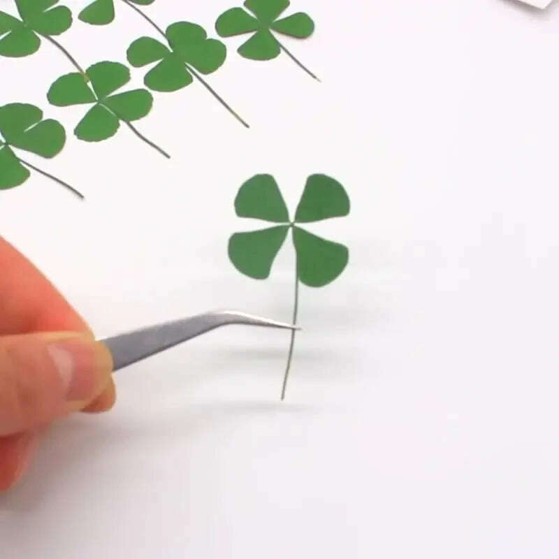 KIMLUD, 12/24PCS,Real Natural Dried Pressed Flowers Lucky Four Leaf Clover Branch,Dry Press Green Leaves DIY For Epoxy Resin, Candle, KIMLUD Womens Clothes