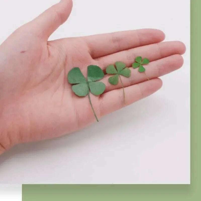 KIMLUD, 12/24PCS,Real Natural Dried Pressed Flowers Lucky Four Leaf Clover Branch,Dry Press Green Leaves DIY For Epoxy Resin, Candle, KIMLUD Womens Clothes