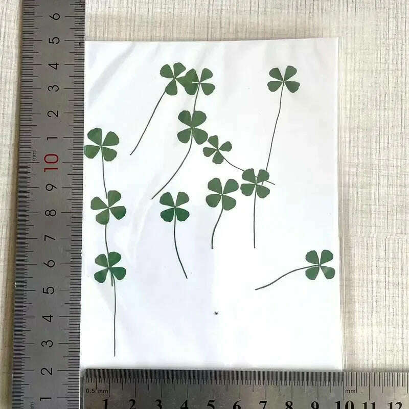 KIMLUD, 12/24PCS,Real Natural Dried Pressed Flowers Lucky Four Leaf Clover Branch,Dry Press Green Leaves DIY For Epoxy Resin, Candle, 1.5-2CM / 12Pieces, KIMLUD APPAREL - Womens Clothes