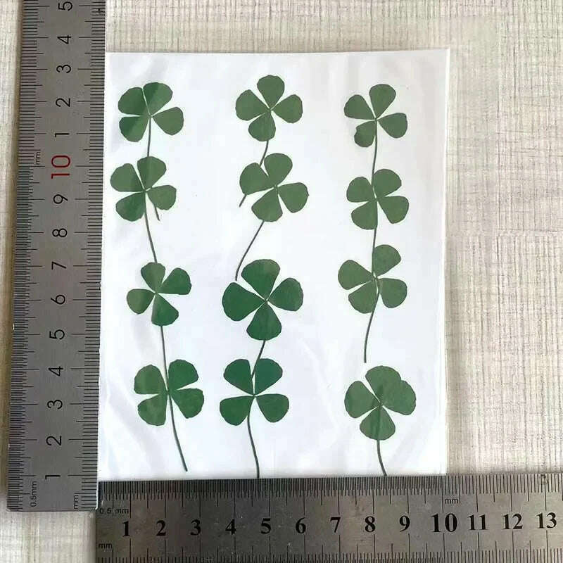 KIMLUD, 12/24PCS,Real Natural Dried Pressed Flowers Lucky Four Leaf Clover Branch,Dry Press Green Leaves DIY For Epoxy Resin, Candle, 2-2.5CM / 12Pieces, KIMLUD APPAREL - Womens Clothes