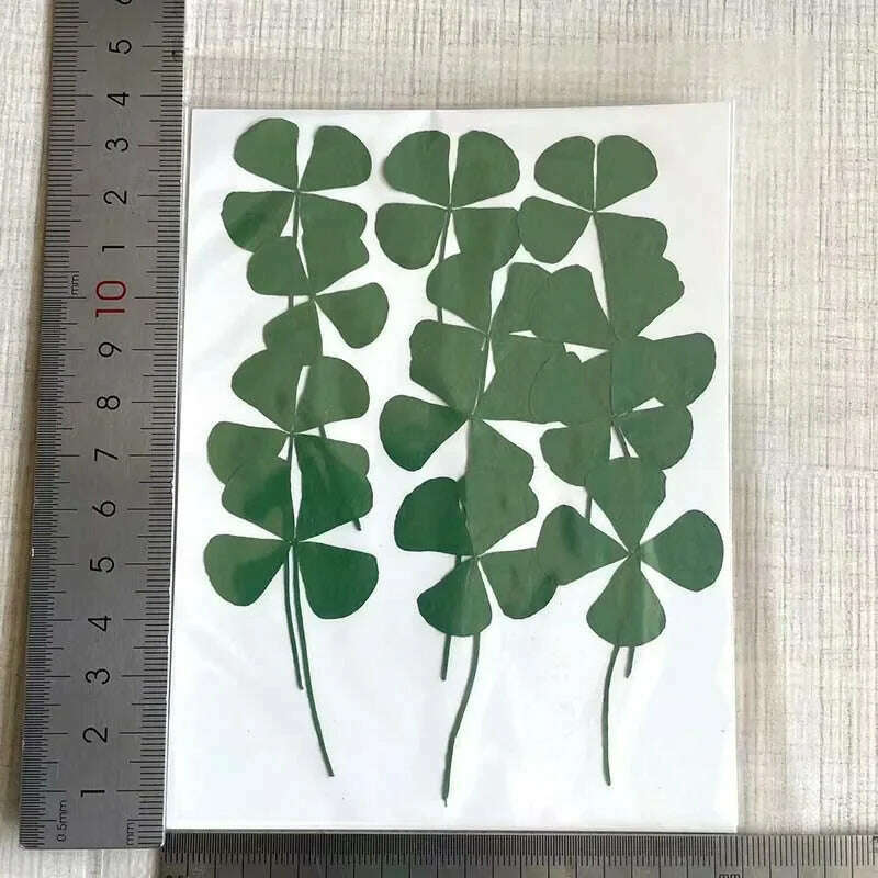 KIMLUD, 12/24PCS,Real Natural Dried Pressed Flowers Lucky Four Leaf Clover Branch,Dry Press Green Leaves DIY For Epoxy Resin, Candle, 2.5-3.5CM / 12Pieces, KIMLUD APPAREL - Womens Clothes