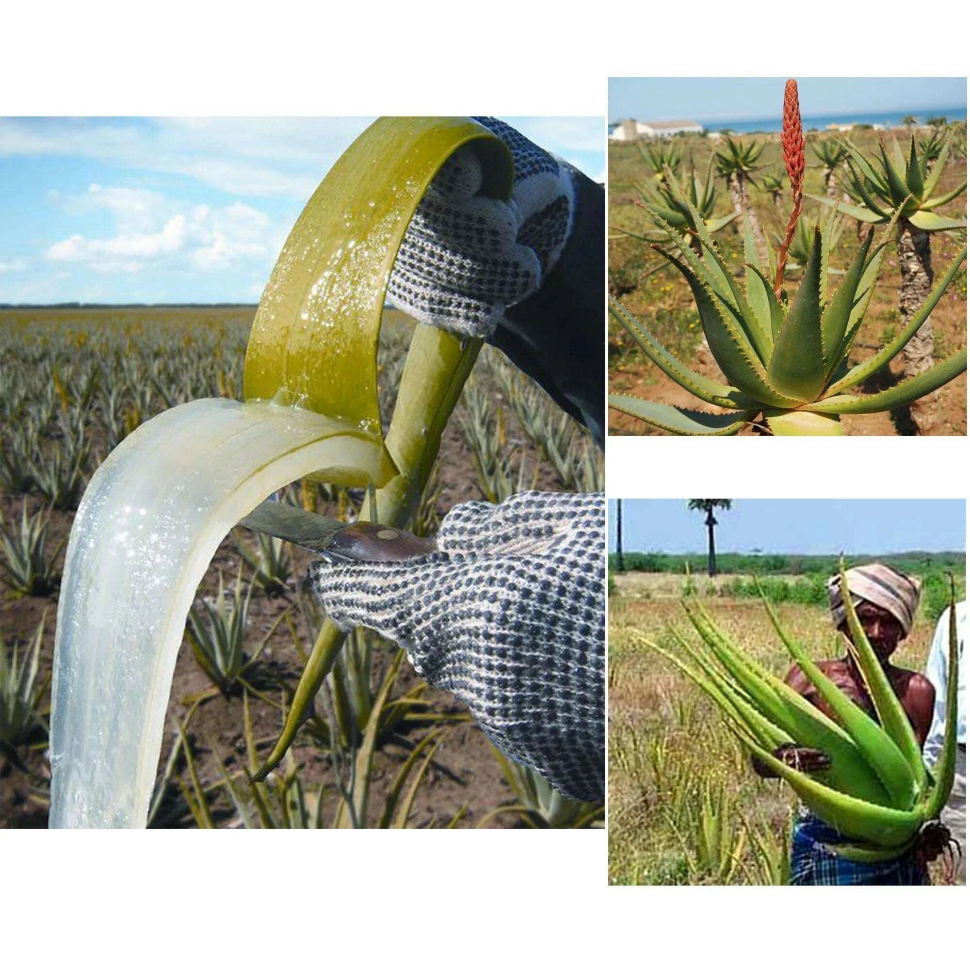 artisanal-traditional-powerful-hair-nourishing-oil-giving-africans-long-natural-hairkimlud-womens-fashion-34608731