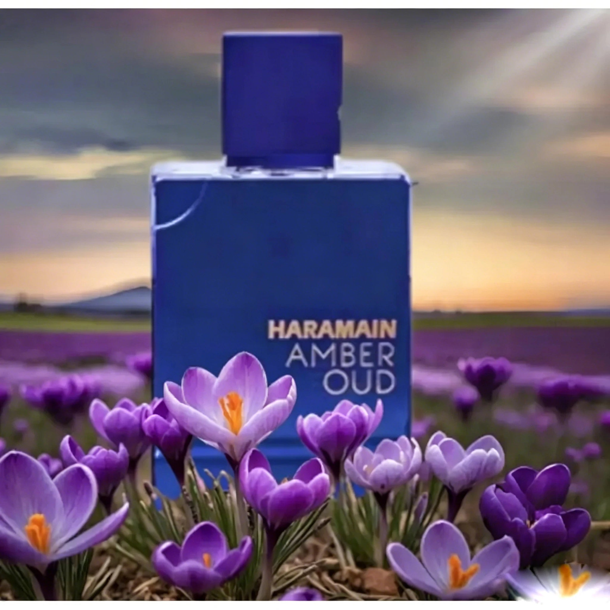 Accessories – Amber Oud Fragrance – Deep Purple | KIMLUD