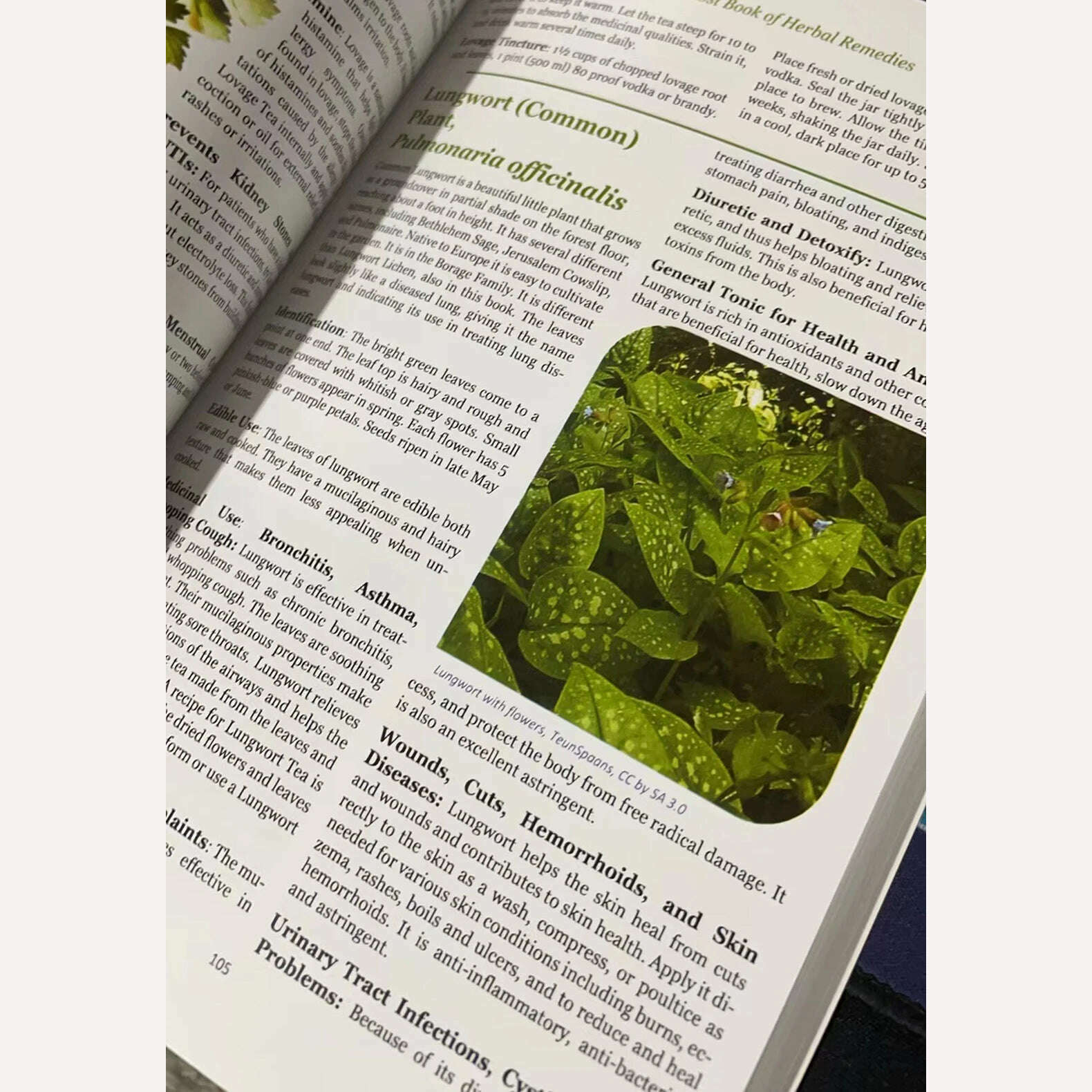 KIMLUD, The Lost Book of Herbal Remedies The Healing Power of Plant Medicine Paperback-Contains Colored Images, KIMLUD Womens Clothes