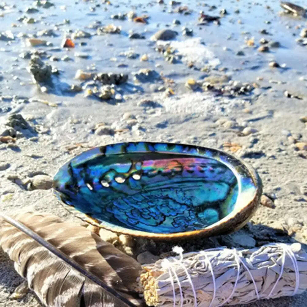 KIMLUD, Natural Abalone Shell Large Sea Shells Nautical Decor Soap Landscape Fish DIY for Aquarium Wedding Dish Tank Home Decor, KIMLUD Womens Clothes