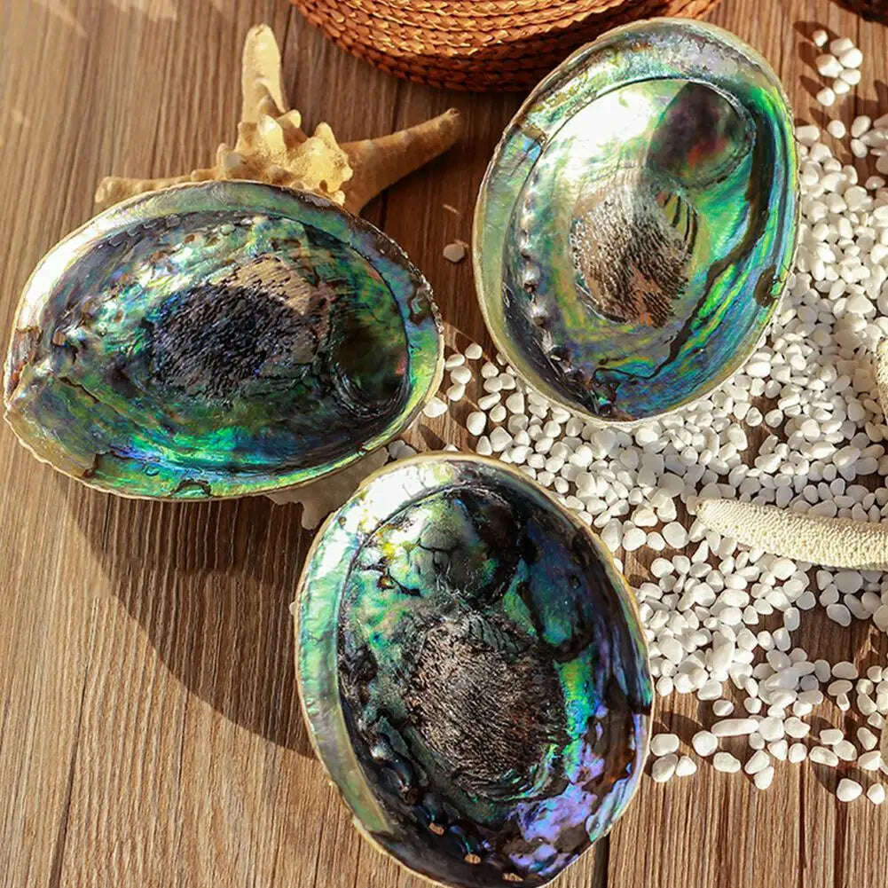 KIMLUD, Natural Abalone Shell Large Sea Shells Nautical Decor Soap Landscape Fish DIY for Aquarium Wedding Dish Tank Home Decor, KIMLUD Womens Clothes