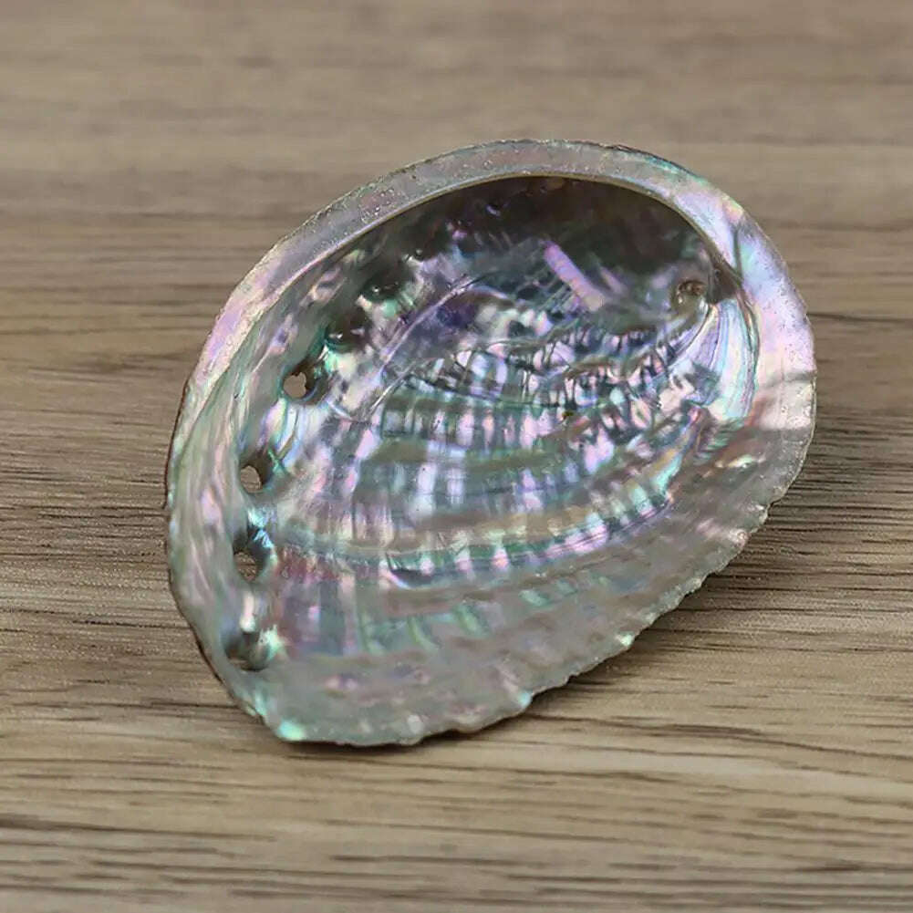 KIMLUD, Natural Abalone Shell Large Sea Shells Nautical Decor Soap Landscape Fish DIY for Aquarium Wedding Dish Tank Home Decor, KIMLUD Womens Clothes