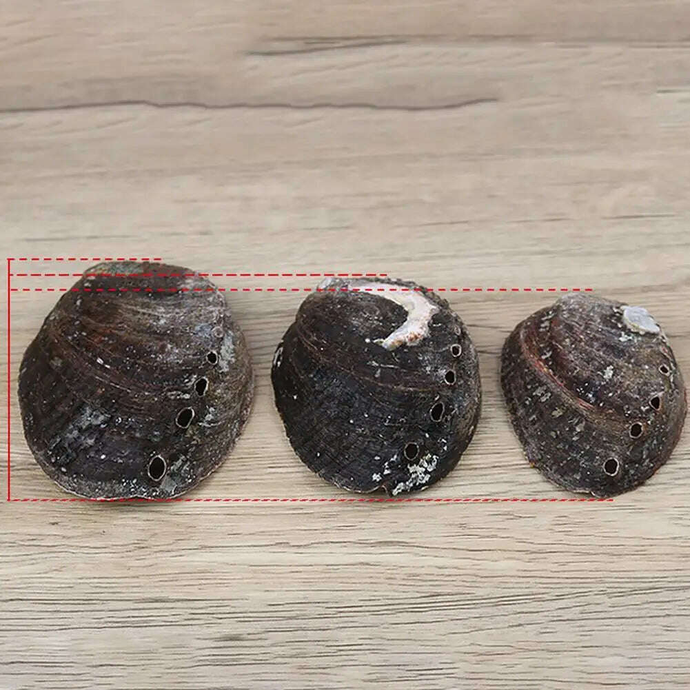 KIMLUD, Natural Abalone Shell Large Sea Shells Nautical Decor Soap Landscape Fish DIY for Aquarium Wedding Dish Tank Home Decor, KIMLUD Womens Clothes