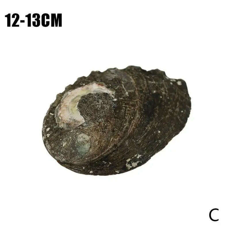 KIMLUD, Natural Abalone Shell Large Sea Shells Nautical Decor Soap Landscape Fish DIY for Aquarium Wedding Dish Tank Home Decor, 12-13cm / China, KIMLUD APPAREL - Womens Clothes