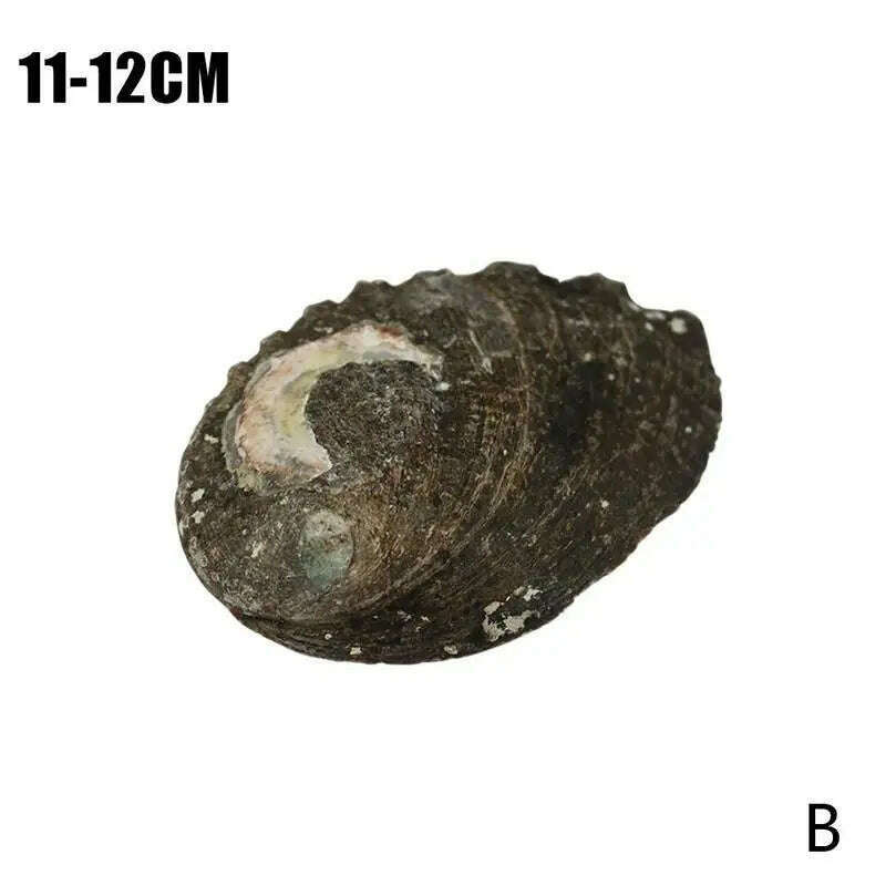 KIMLUD, Natural Abalone Shell Large Sea Shells Nautical Decor Soap Landscape Fish DIY for Aquarium Wedding Dish Tank Home Decor, 11-12cm / China, KIMLUD APPAREL - Womens Clothes