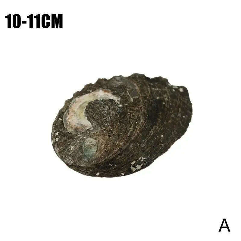 KIMLUD, Natural Abalone Shell Large Sea Shells Nautical Decor Soap Landscape Fish DIY for Aquarium Wedding Dish Tank Home Decor, 10-11cm / China, KIMLUD APPAREL - Womens Clothes