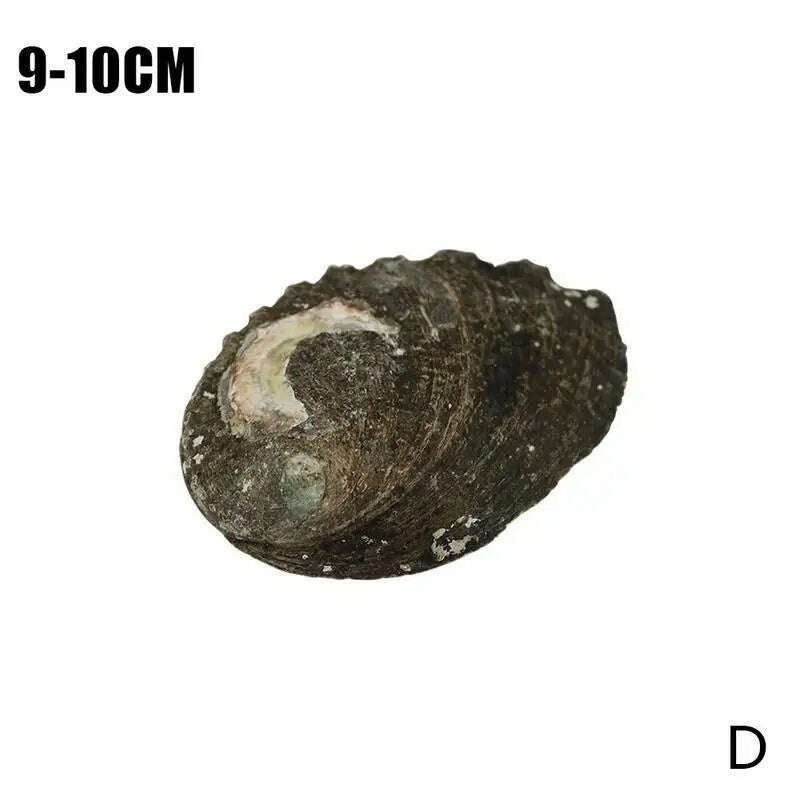 KIMLUD, Natural Abalone Shell Large Sea Shells Nautical Decor Soap Landscape Fish DIY for Aquarium Wedding Dish Tank Home Decor, 9-10cm / China, KIMLUD APPAREL - Womens Clothes