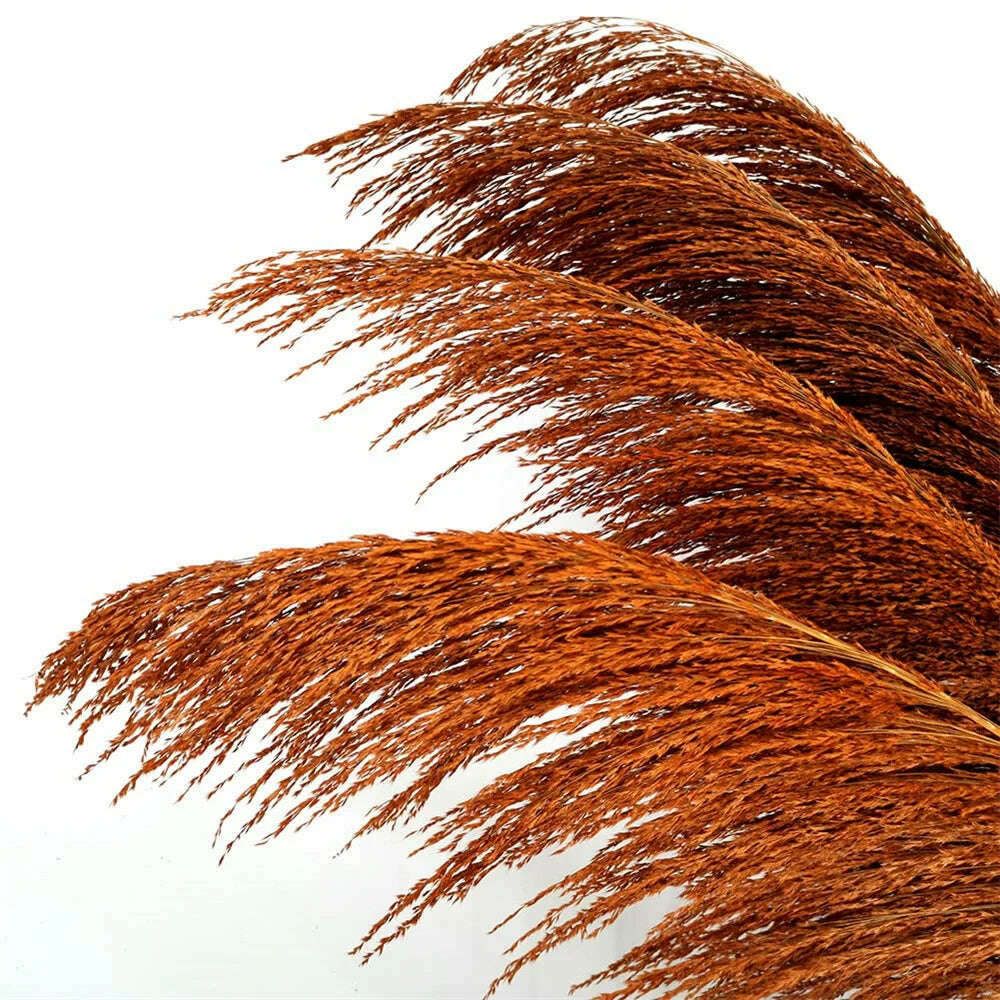 KIMLUD, Pampas Grass Tall,80-120cm Natural Brown Pampas Floral Vintage Dried Flower,Large Dried Plant for Living Room Boho Decor Bouquet, 80-120cm 2 / 3pcs, KIMLUD Womens Clothes